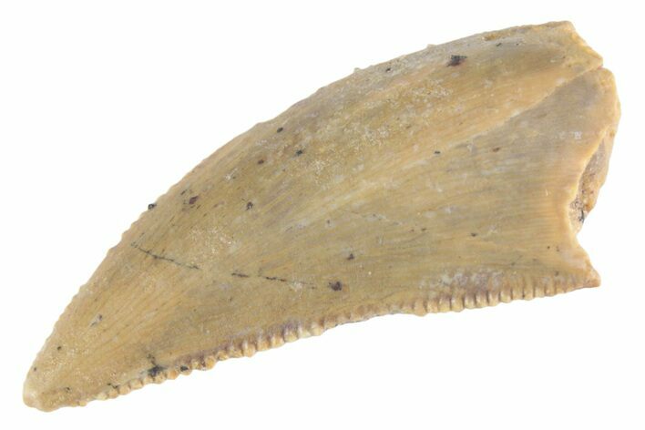 Serrated Raptor Tooth - Real Dinosaur Tooth #370394